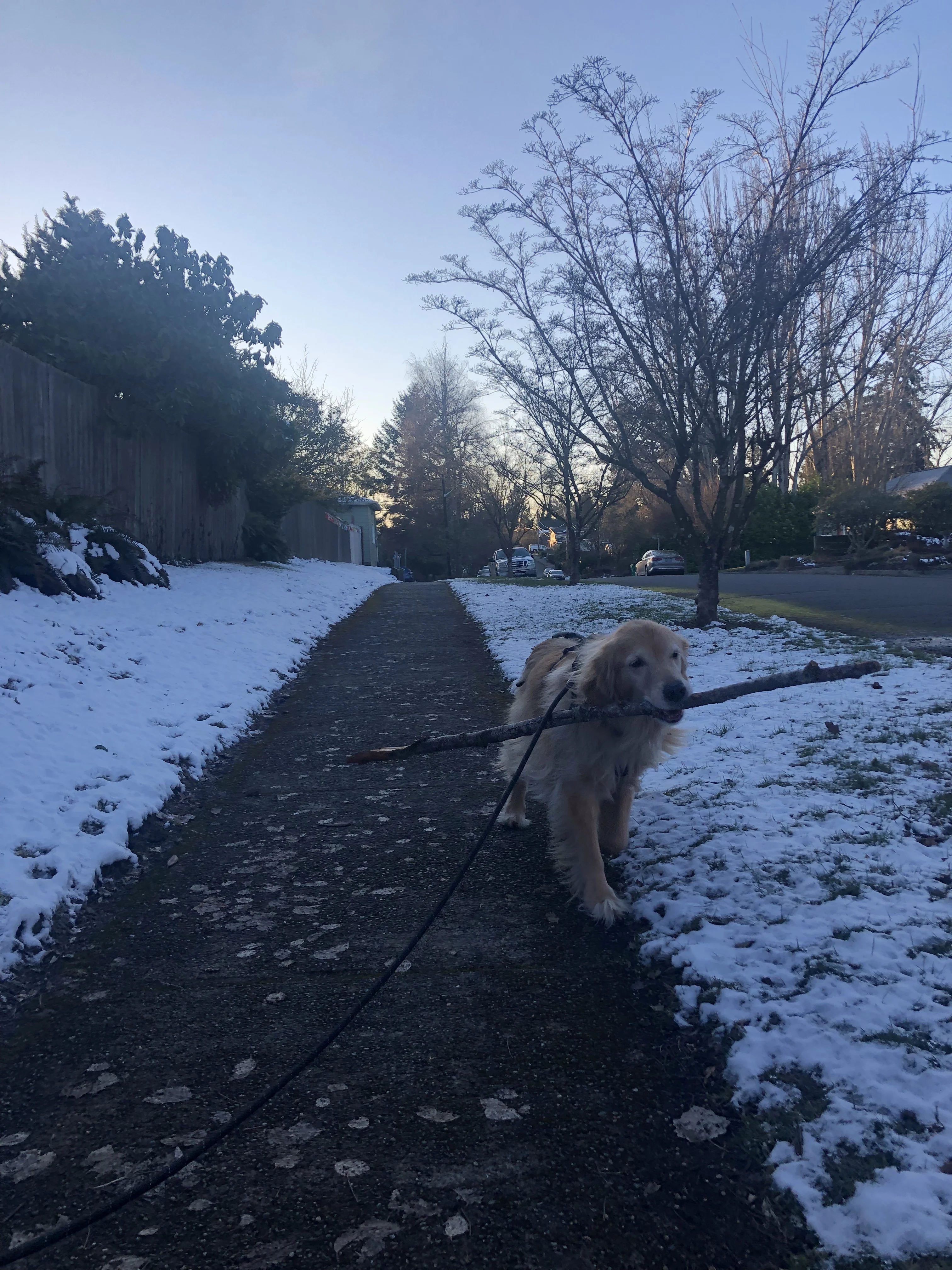 Newton the golden retriever