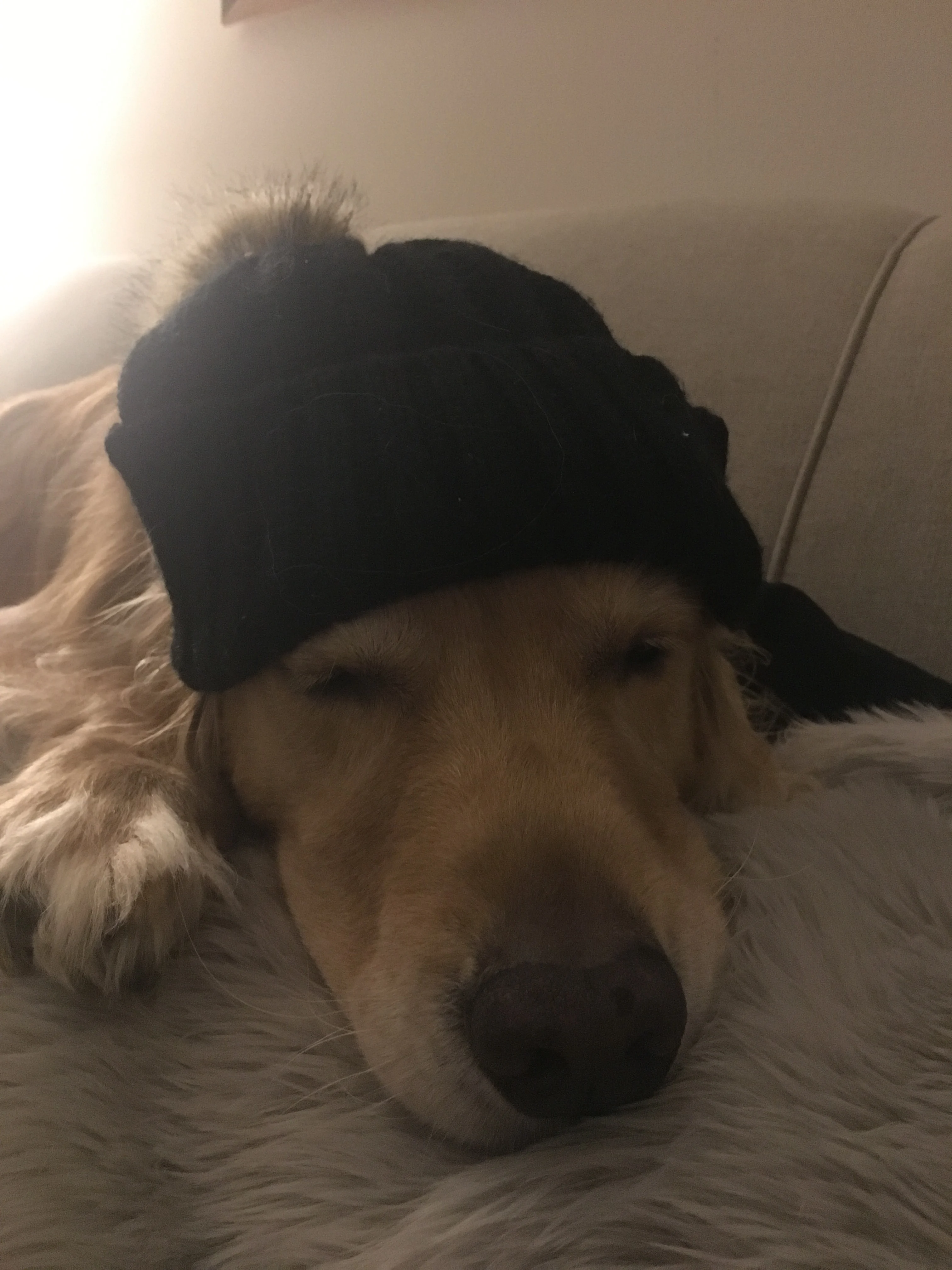 Newton the golden retriever