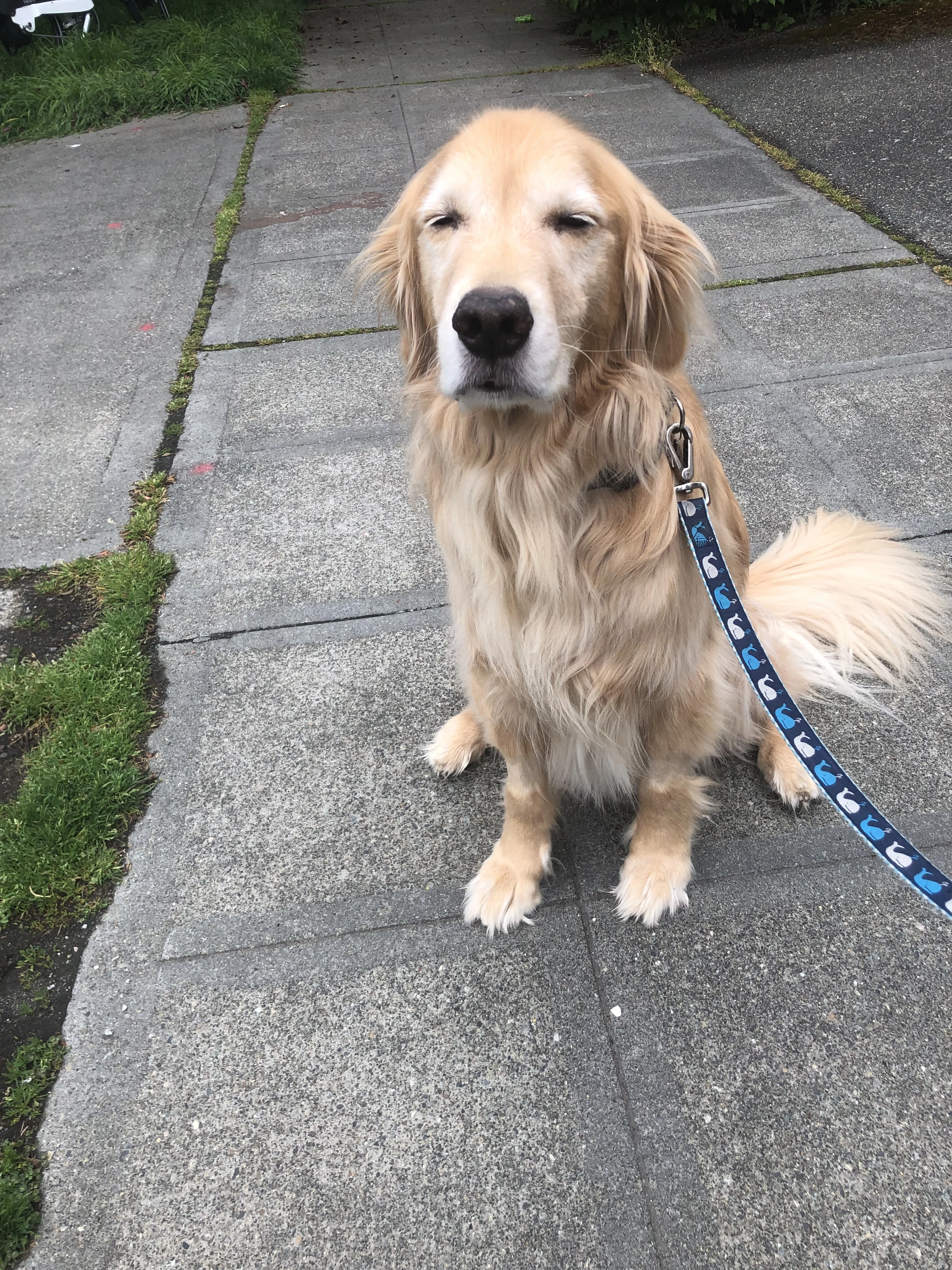 Newton the golden retriever