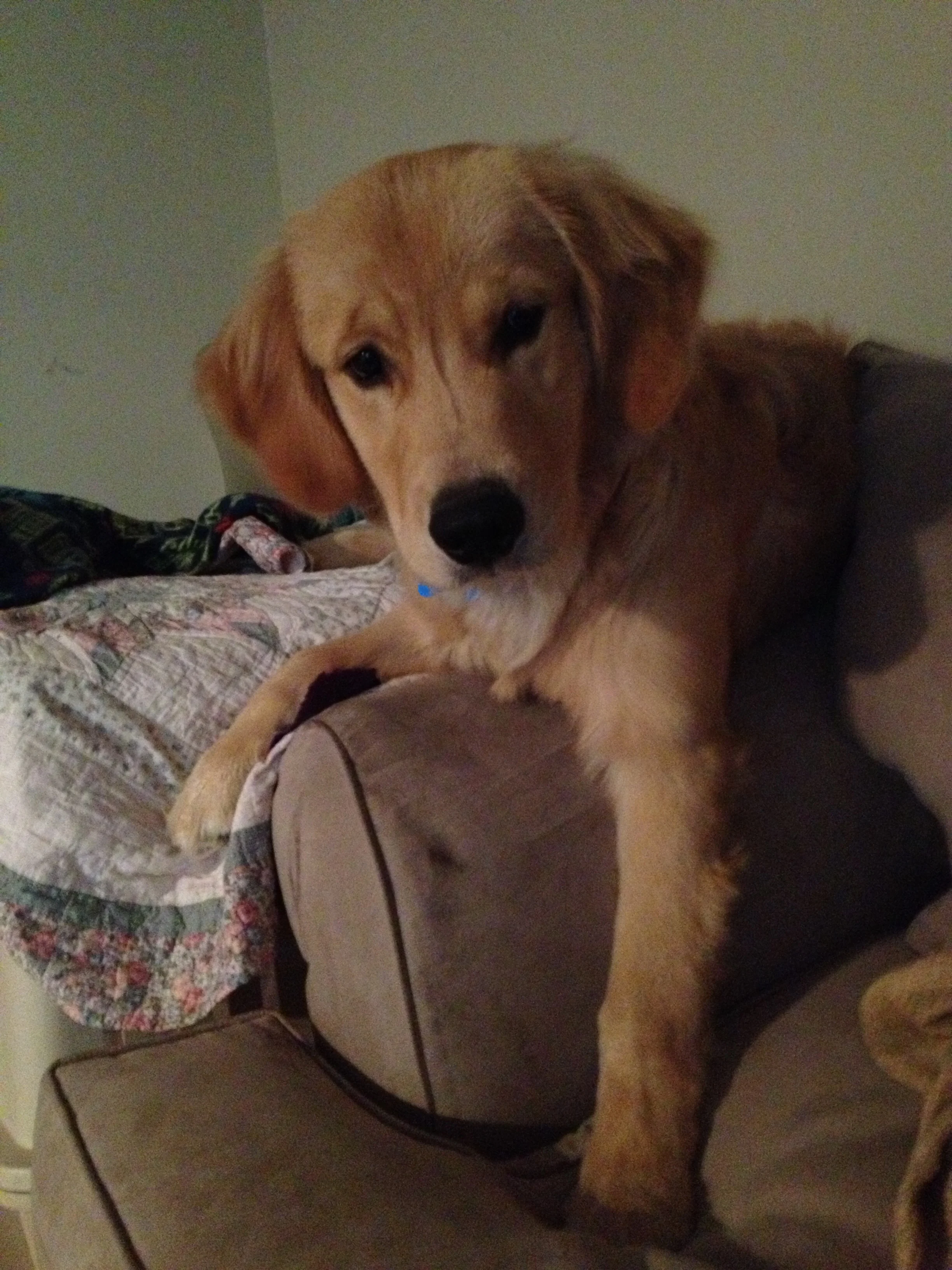 Newton the golden retriever