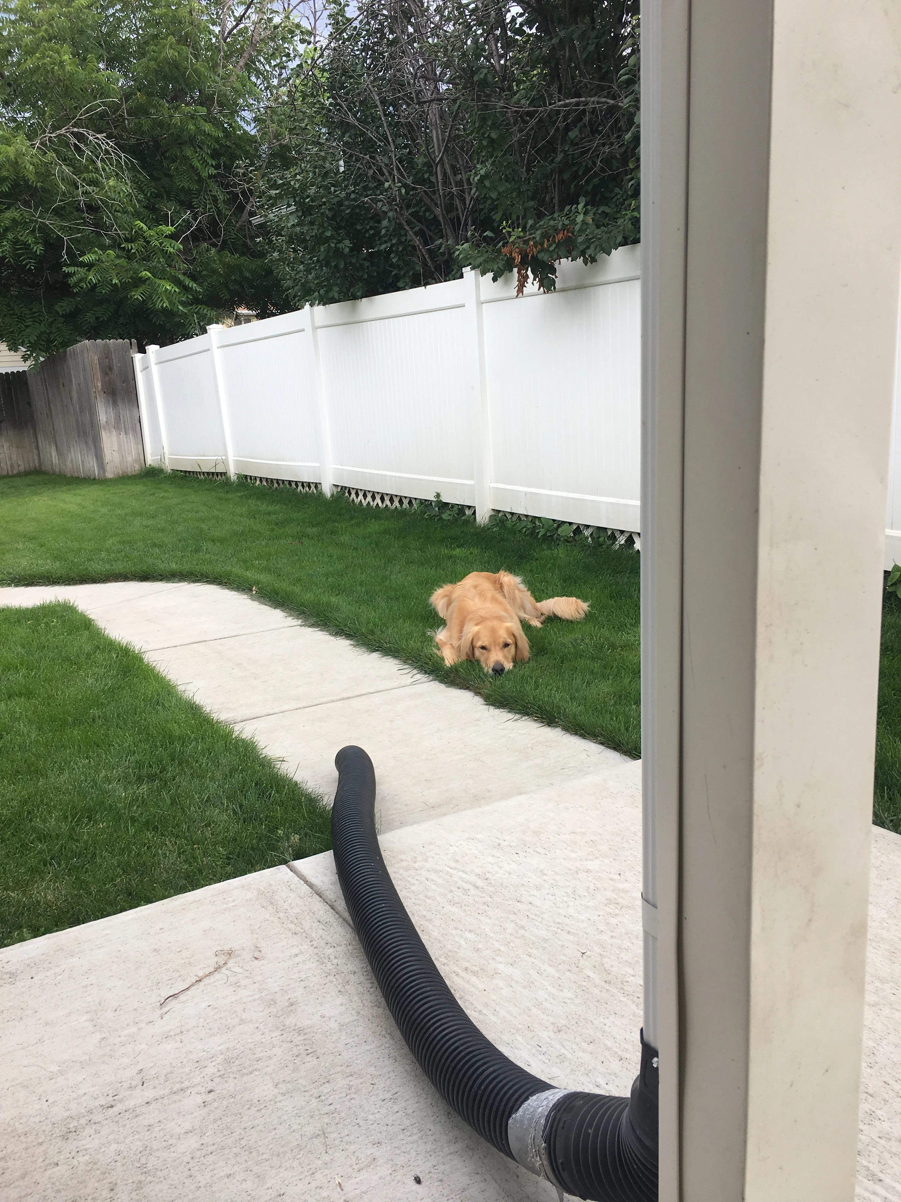 Newton the golden retriever