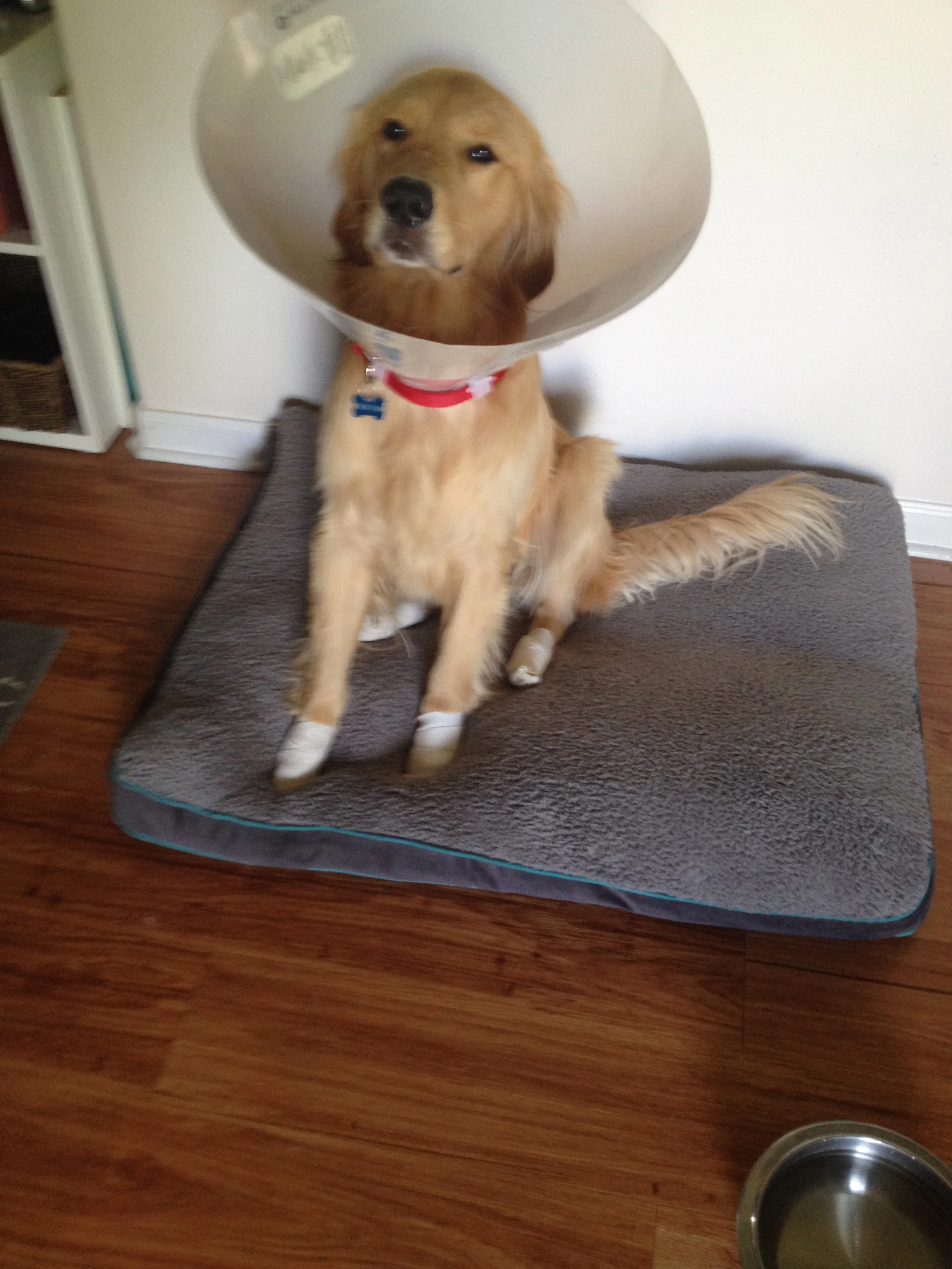 Newton the golden retriever