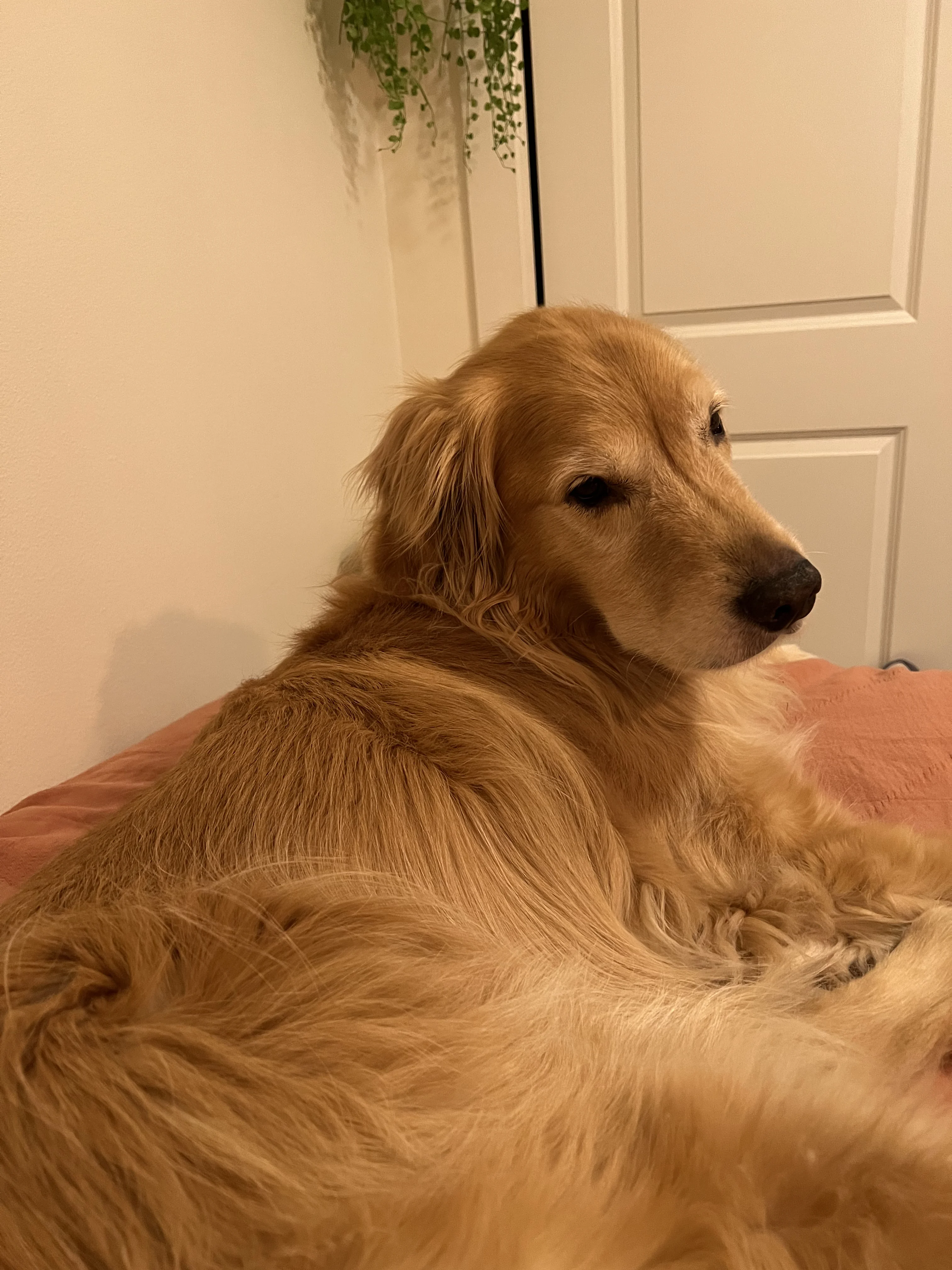 Newton the golden retriever