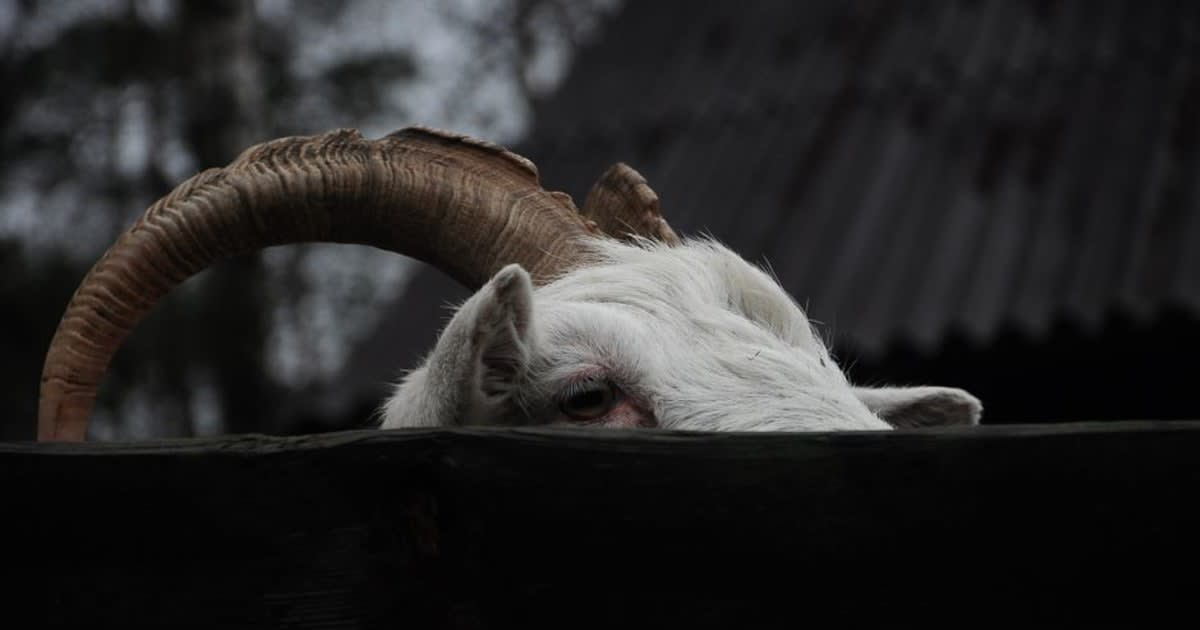 Жінка Овен і чоловік Телець: сумісність у парі