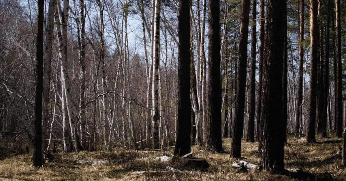 До чого сниться ліс: тлумачення за сонником