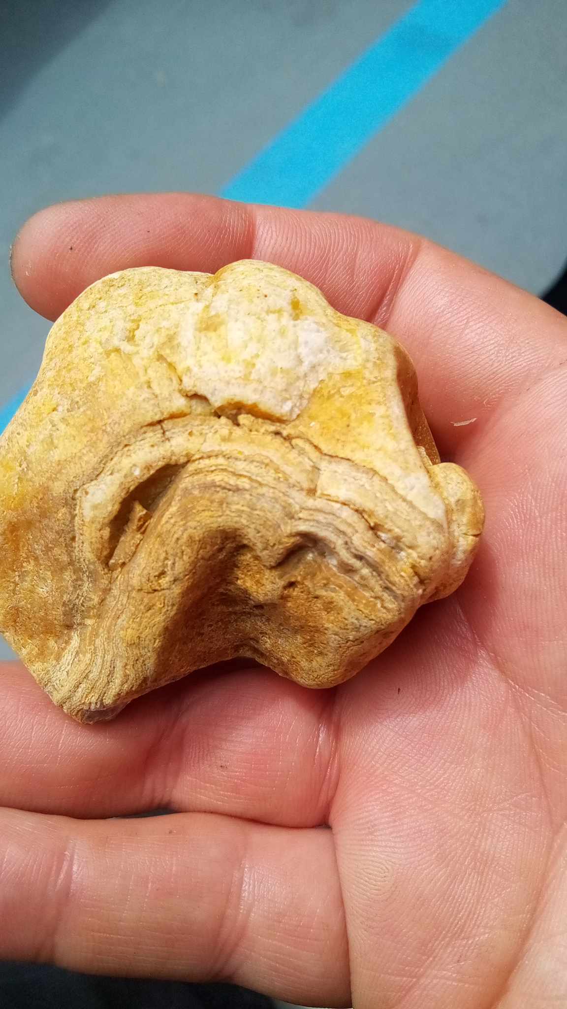 Maybe Chert, Flint, or chalcedony Rock Tumbling Hobby