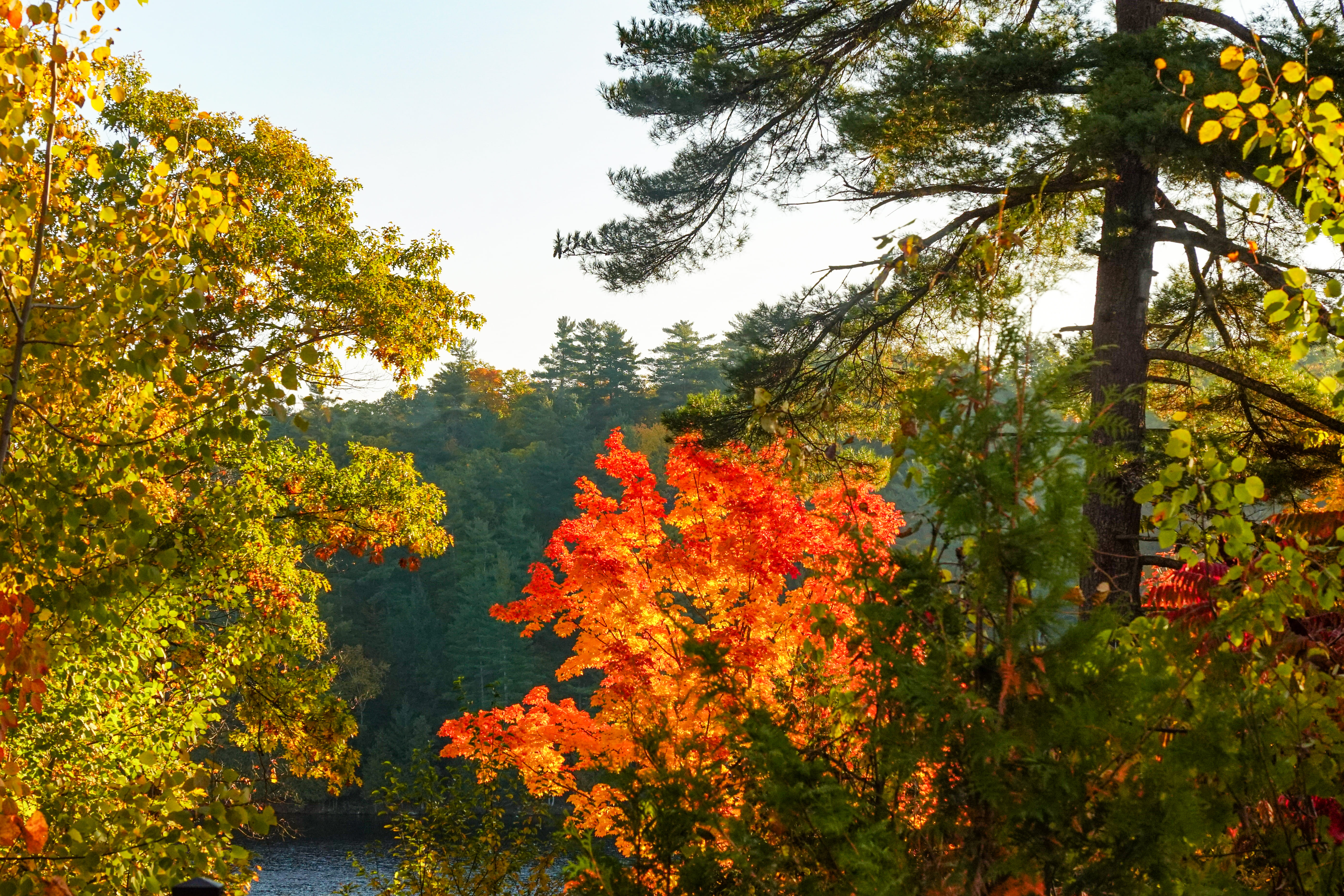Forest and Focus Retreat