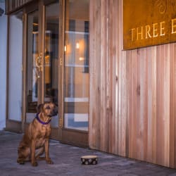 Dog at Three Eagles