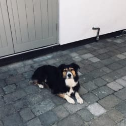 Cute Pooch Three Eagles