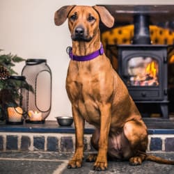 Dog by fireplace Three Eagles