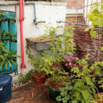 Slika galerije 1 za Premakulturni balkon. - bioraznolikost na malo prostora