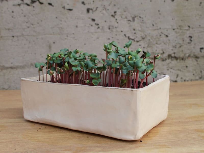 RADIONICA - UZGAJANJE MIKROPOVRĆA KOD KUĆE 