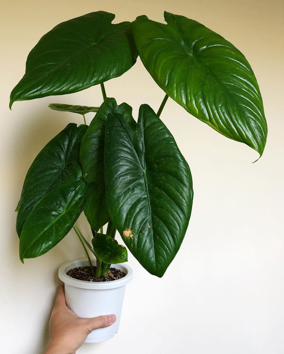 Alocasia acuminata