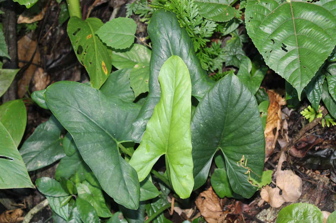 Alocasia aequiloba