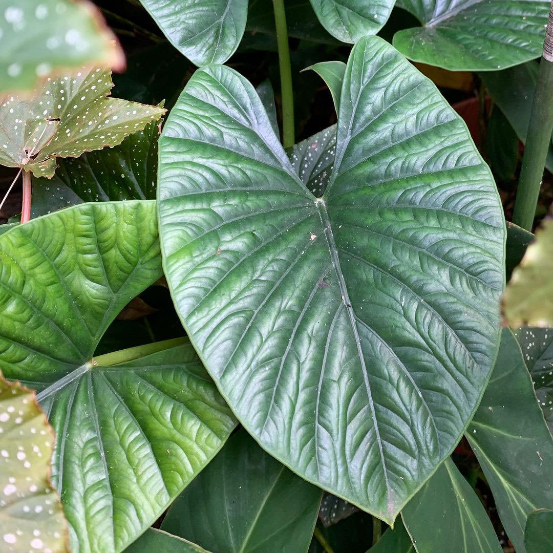 Alocasia alba