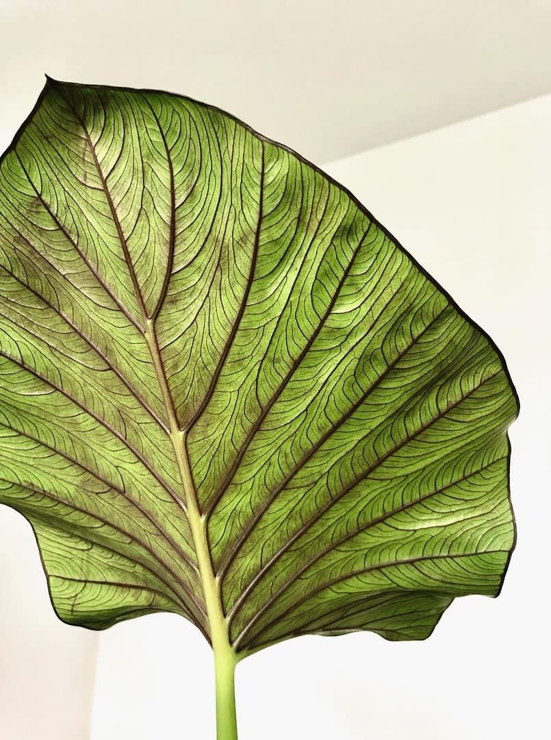Alocasia × Albatuwan