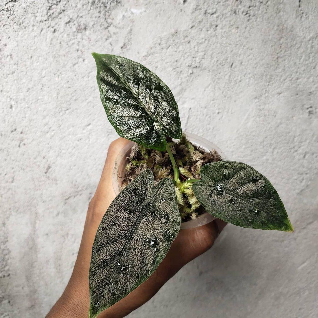 Alocasia Antoro Velvet
