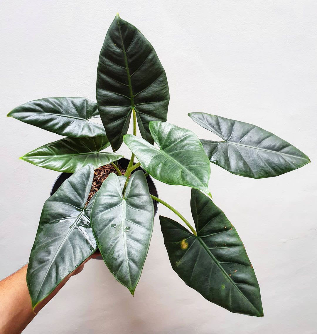 Alocasia arifolia