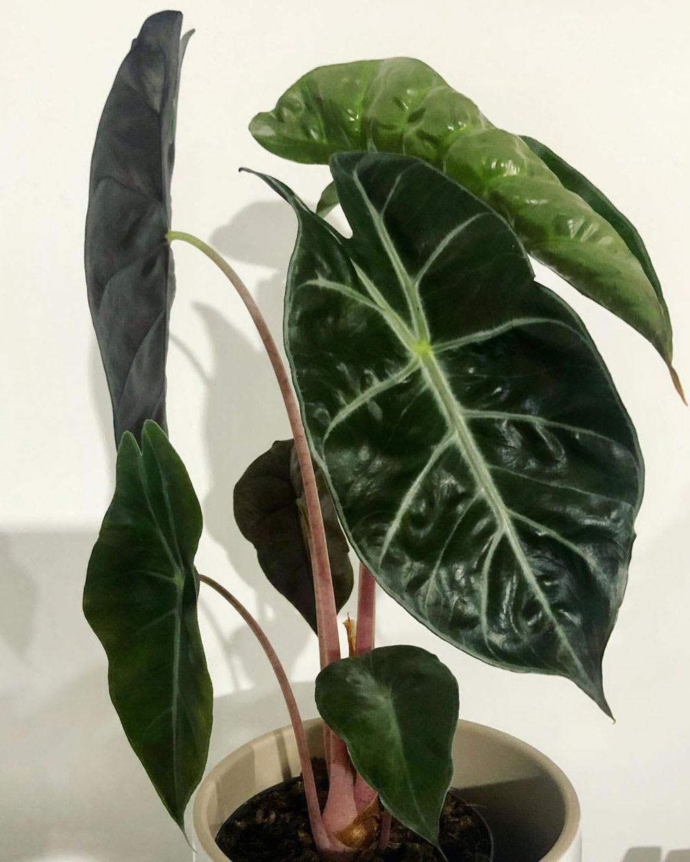 Alocasia × Aurora