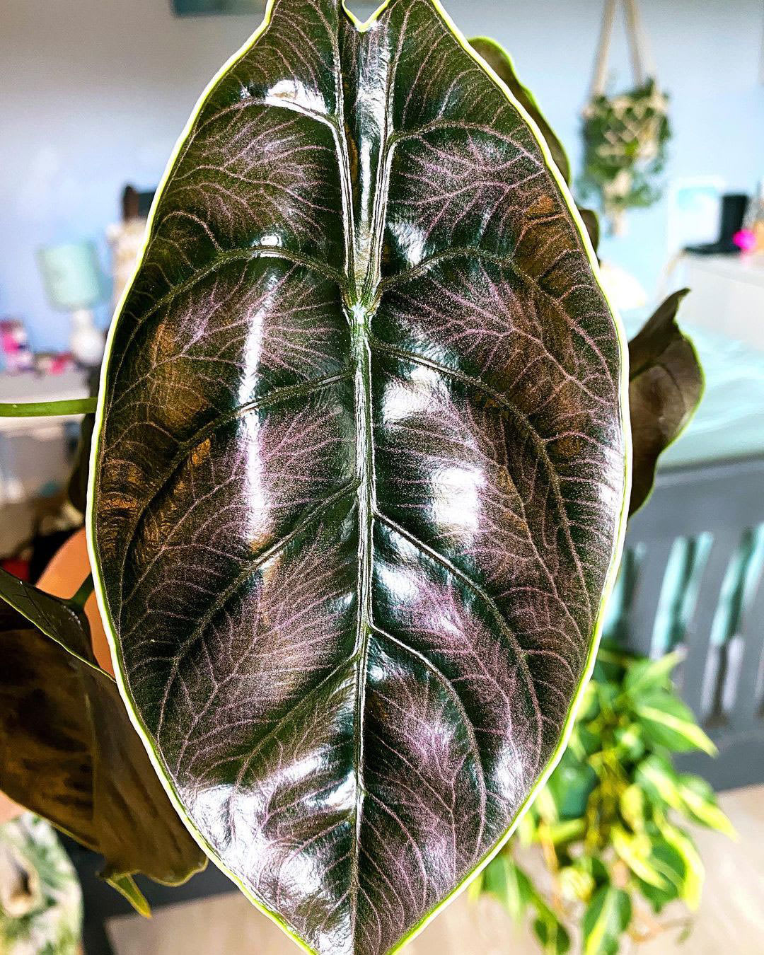 Alocasia azlanii