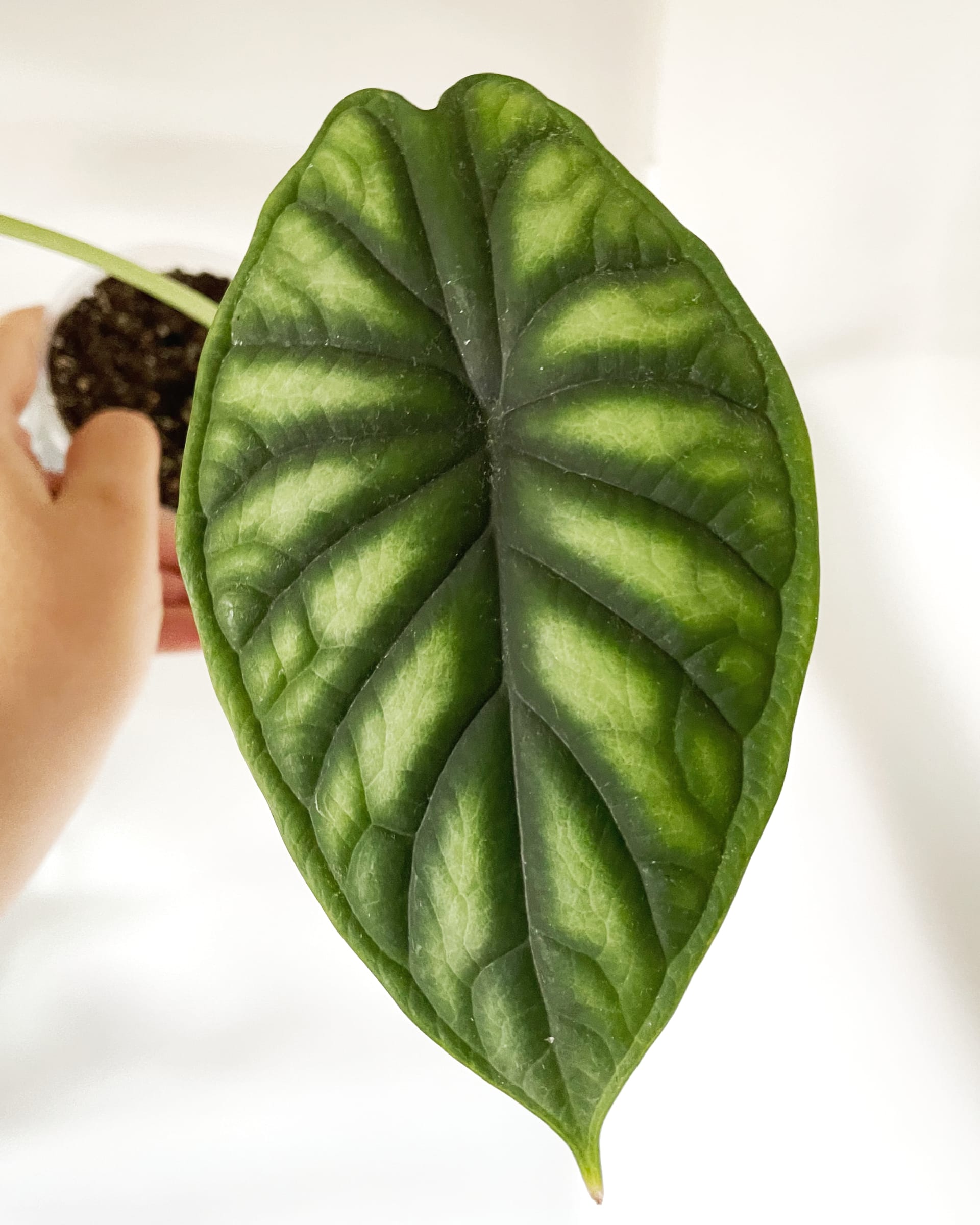 Alocasia baginda