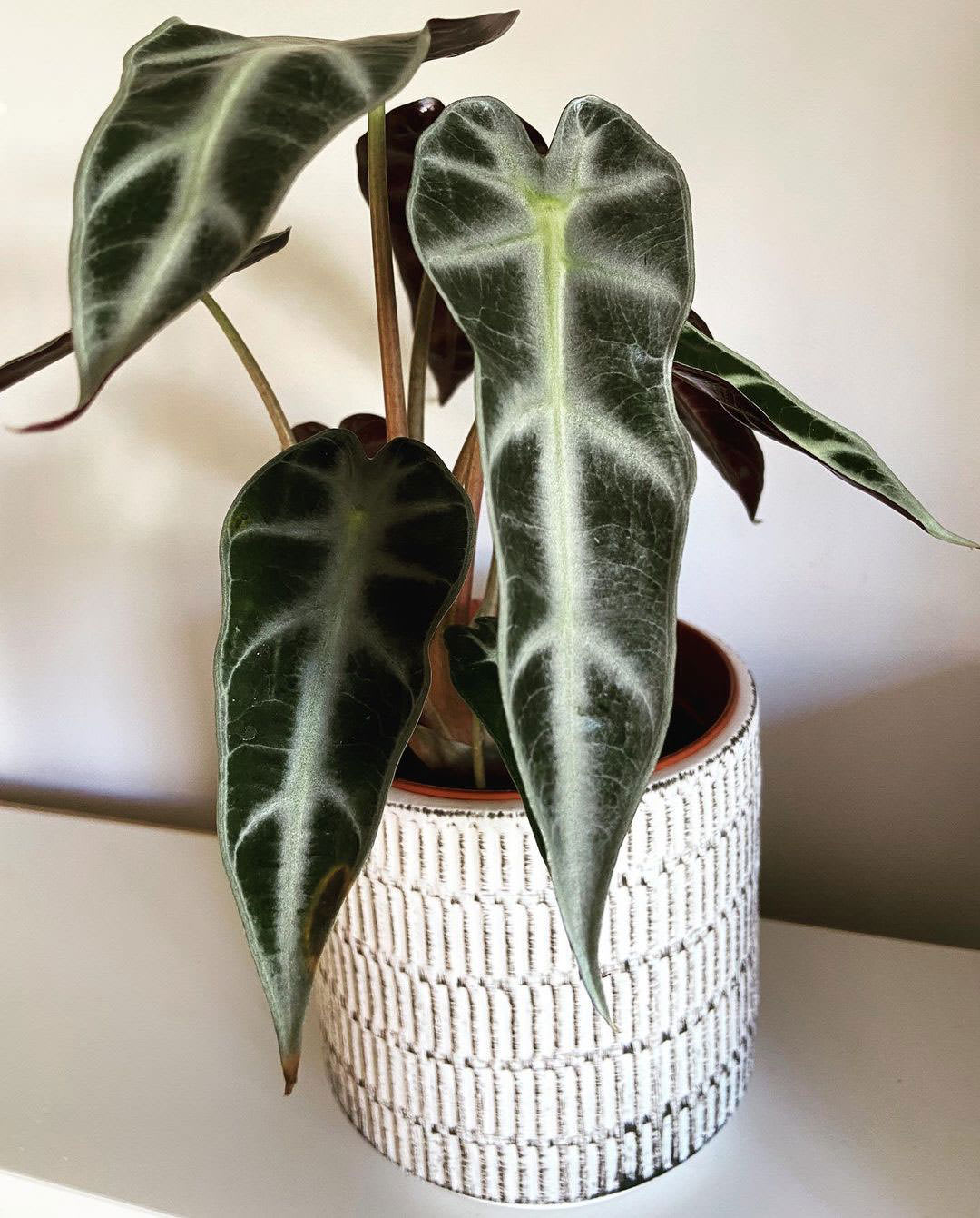 Alocasia 'Bambino Arrow'