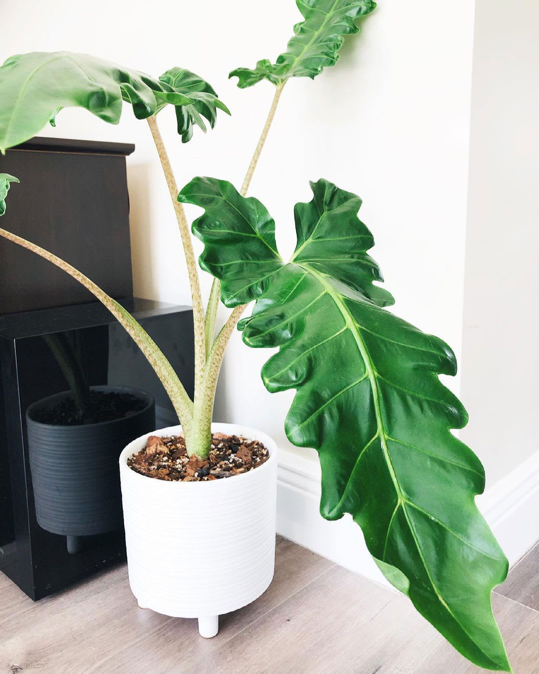 Alocasia boa