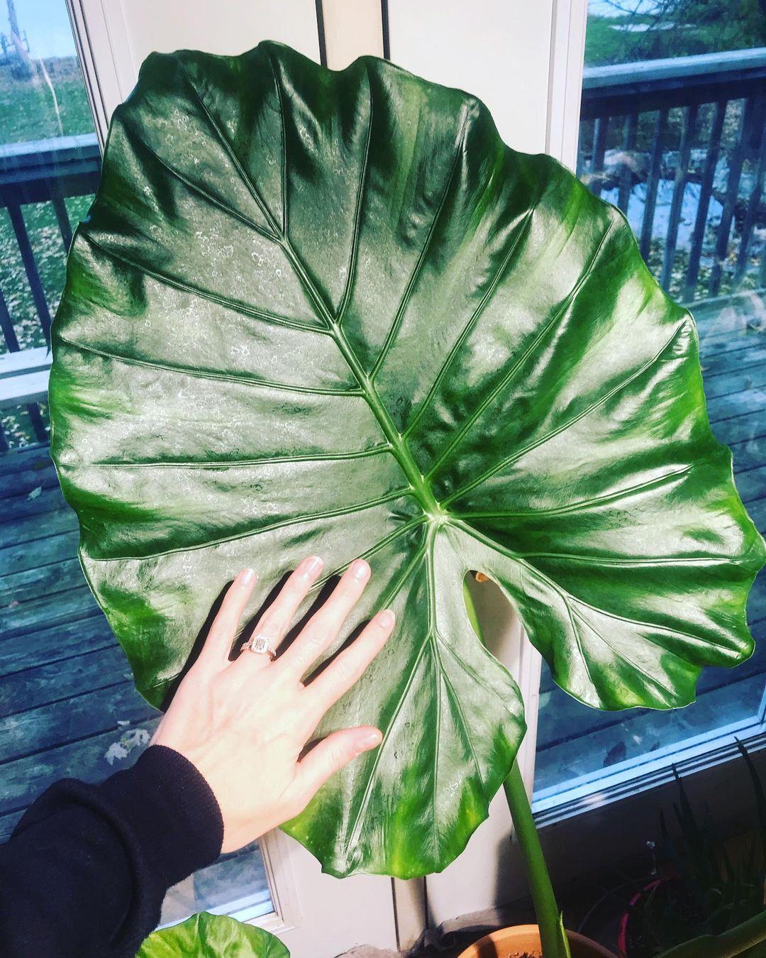 Alocasia × Borneo King
