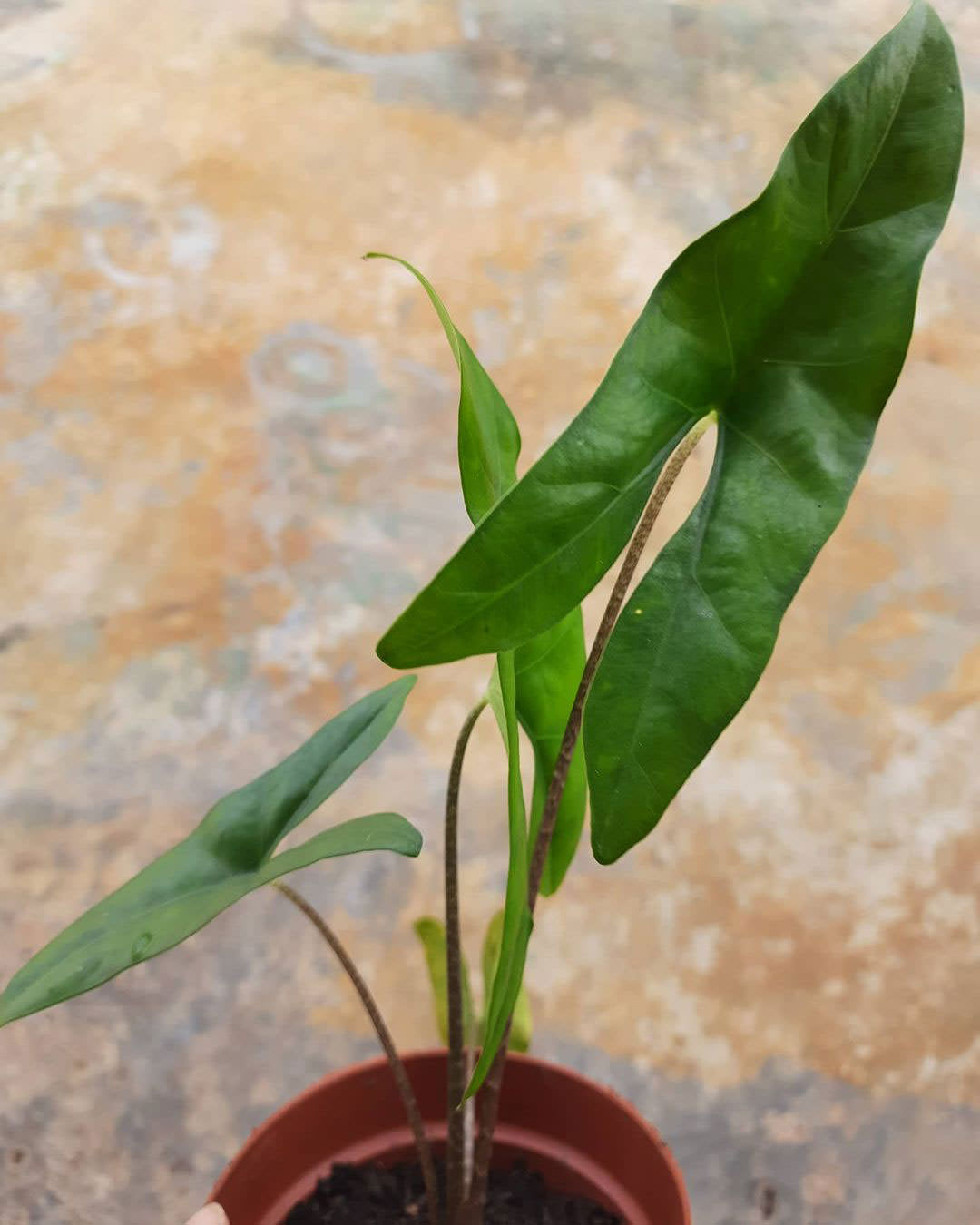 Alocasia boyceana