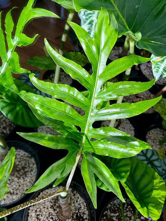 Alocasia brancifolia