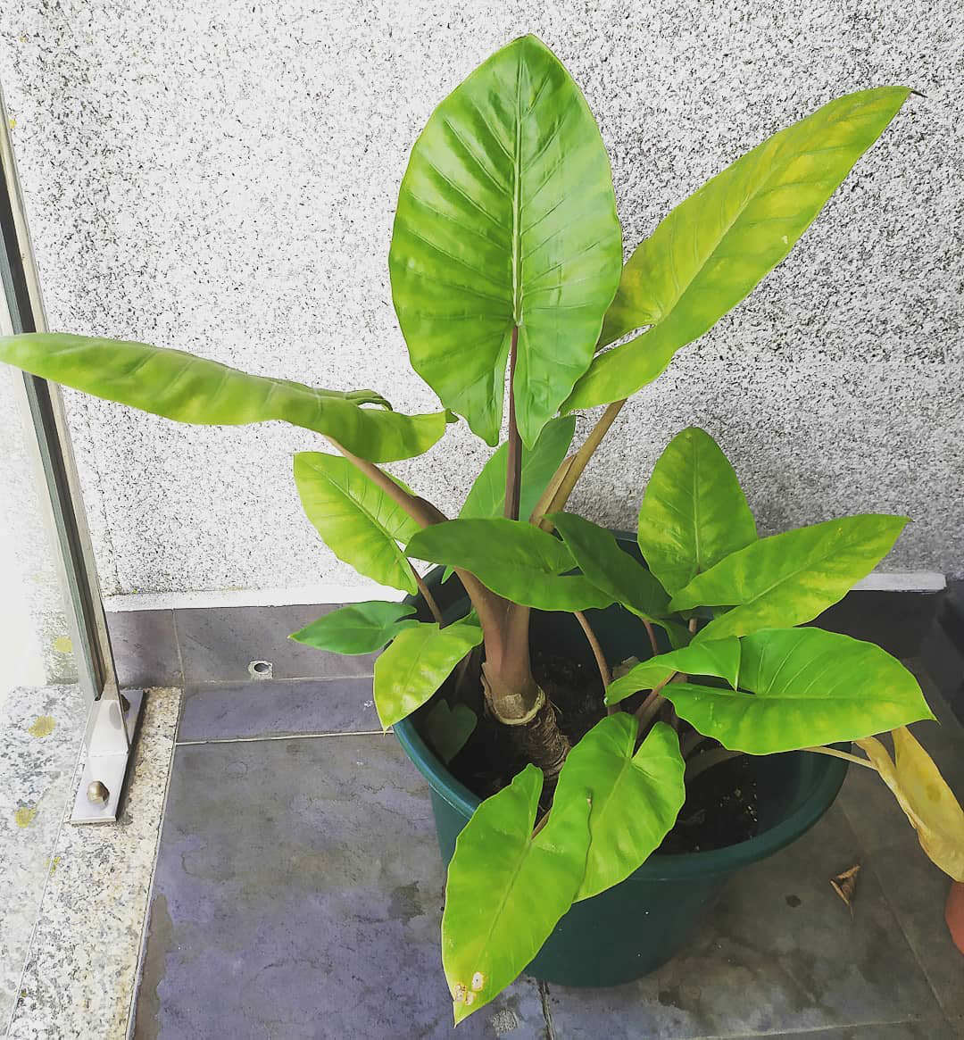 Alocasia brisbanensis