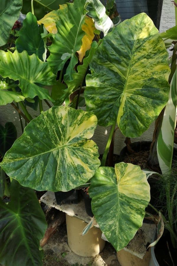 Alocasia × Calidora 'Albo-Variegata'