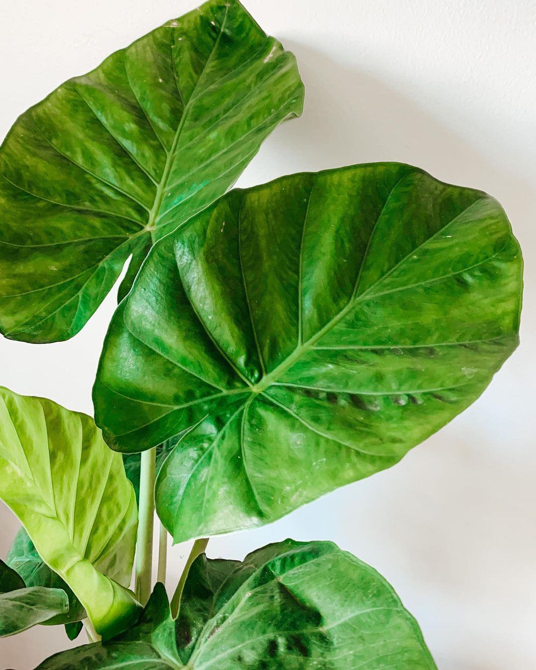 Alocasia × Calidora