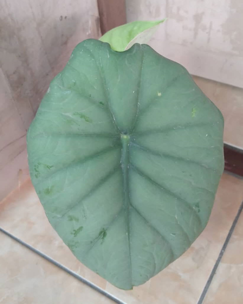 Alocasia chaii