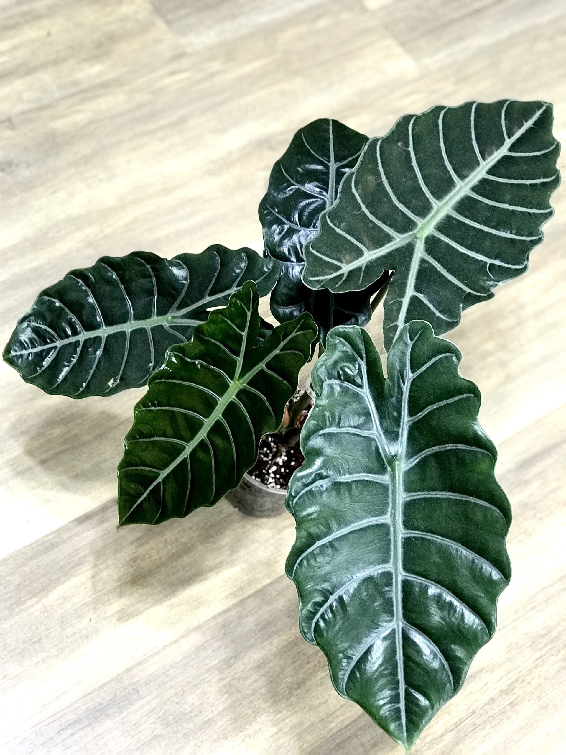 Alocasia × Chantrieri