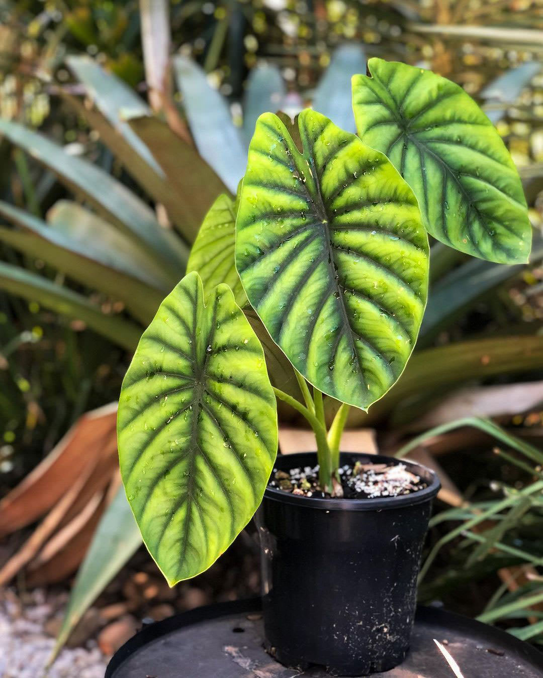 Alocasia clypeolata