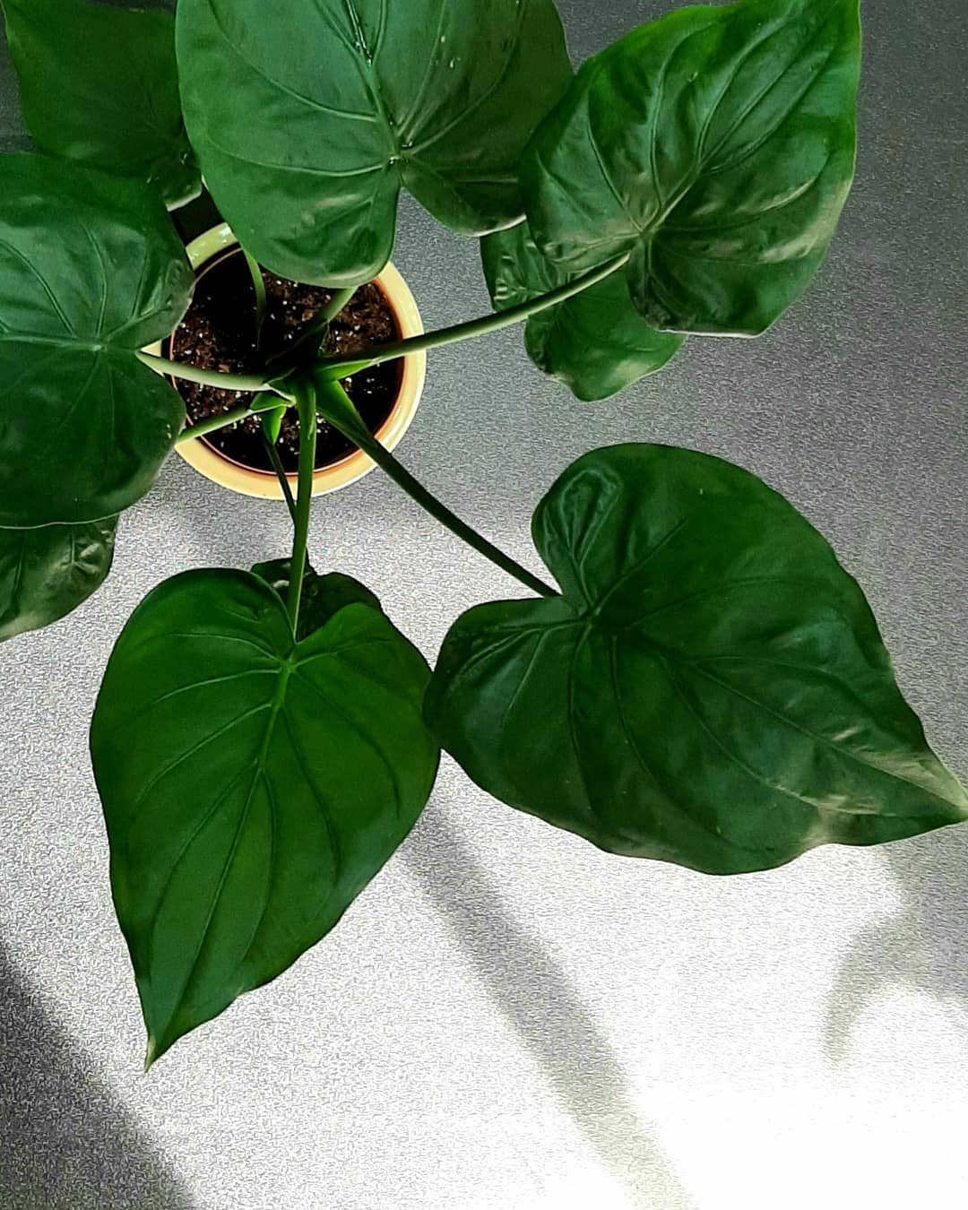 Alocasia cucullata