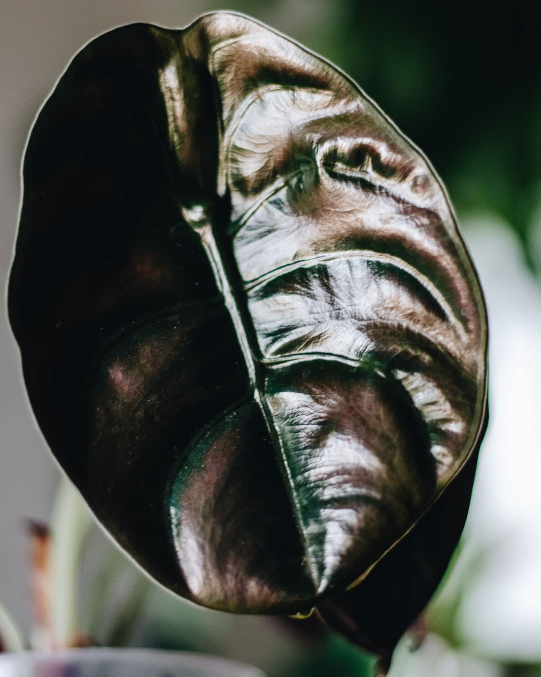 Alocasia cuprea