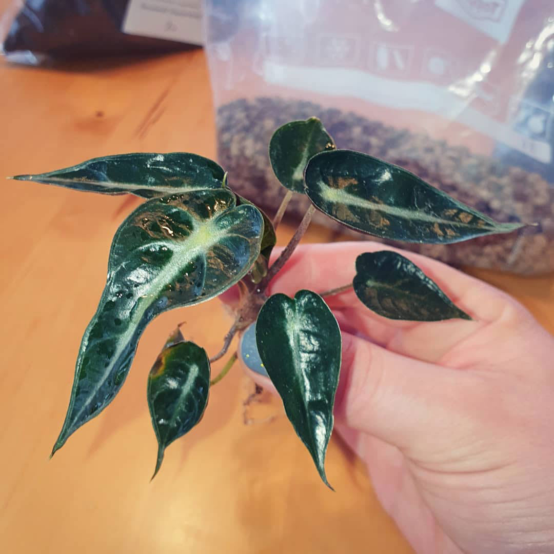 Alocasia 'Curly Bambino'