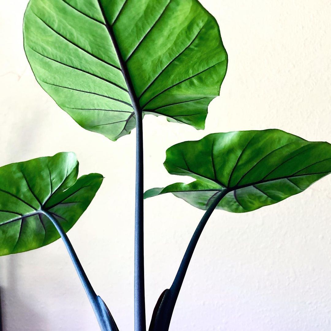 Alocasia × Dark Star