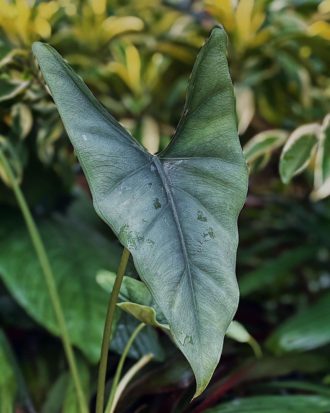 Alocasia farisii
