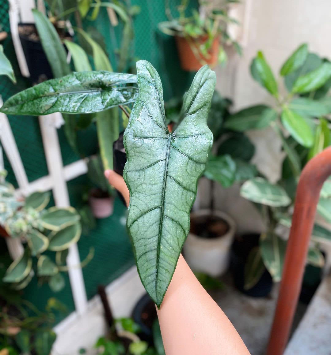 Alocasia heterophylla