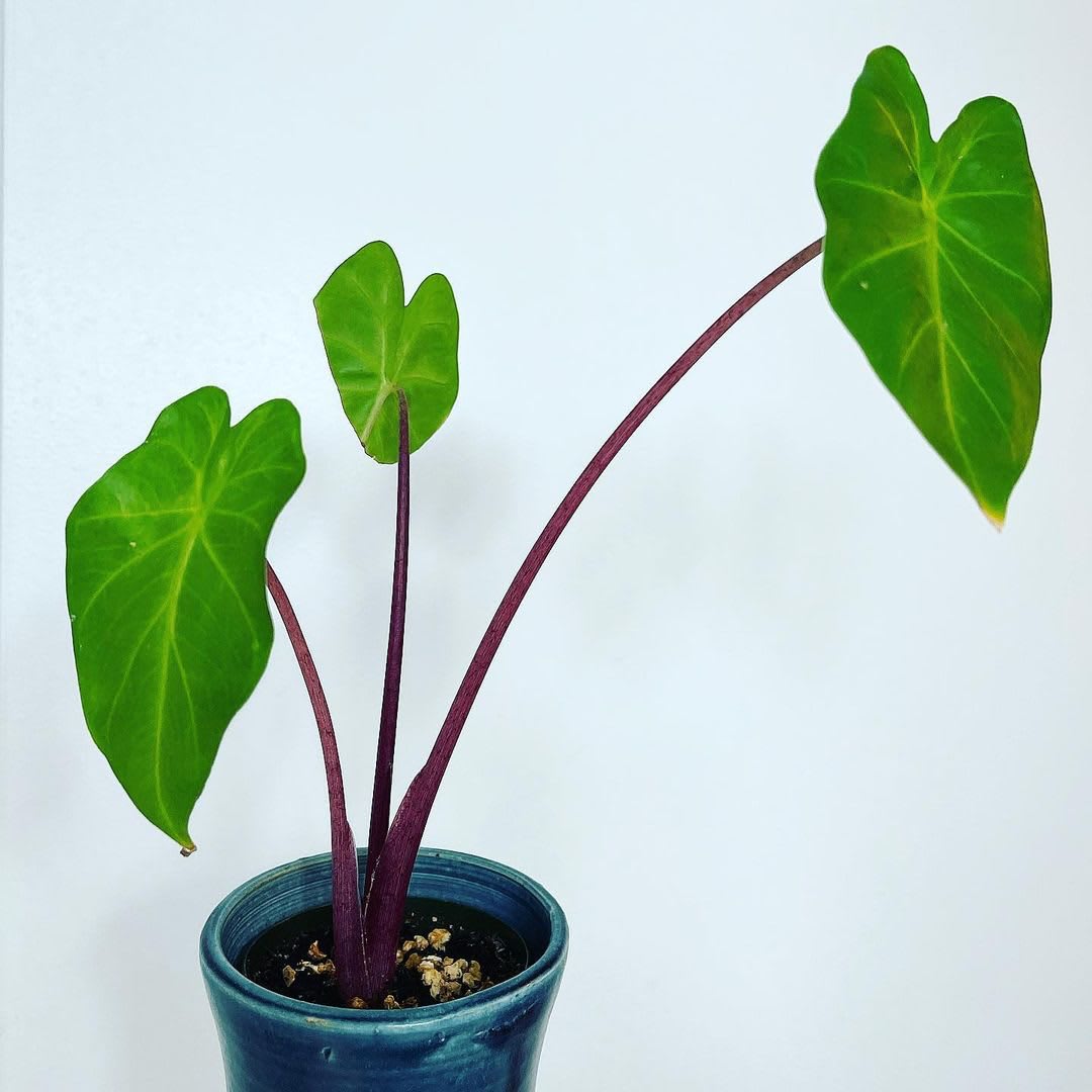 Alocasia × Imperial Red