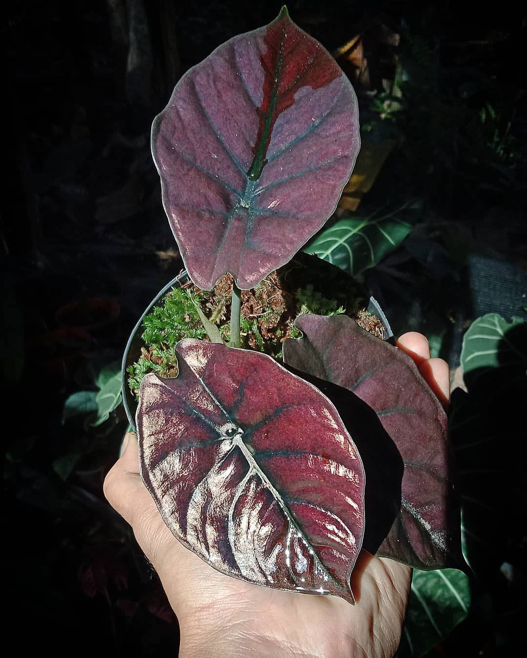 Alocasia infernalis