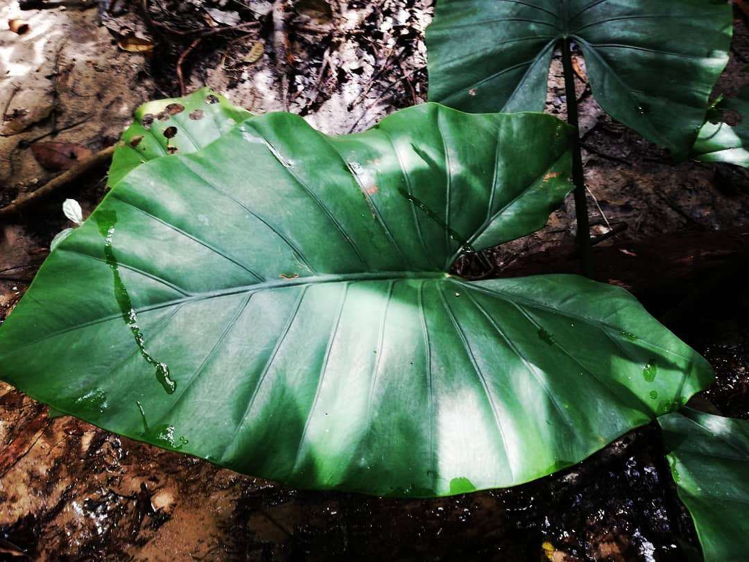 Alocasia inornata