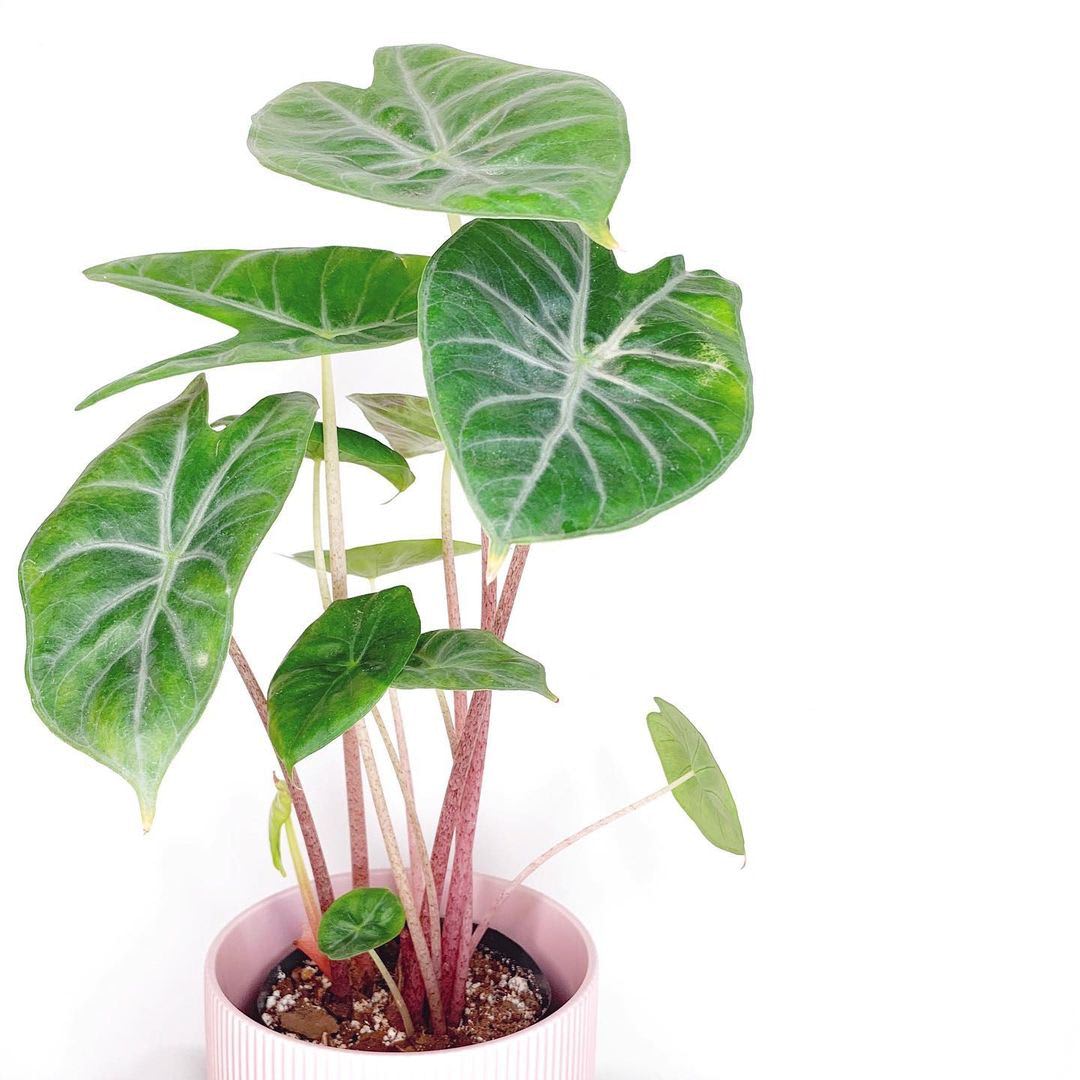 Alocasia × Ivory Coast