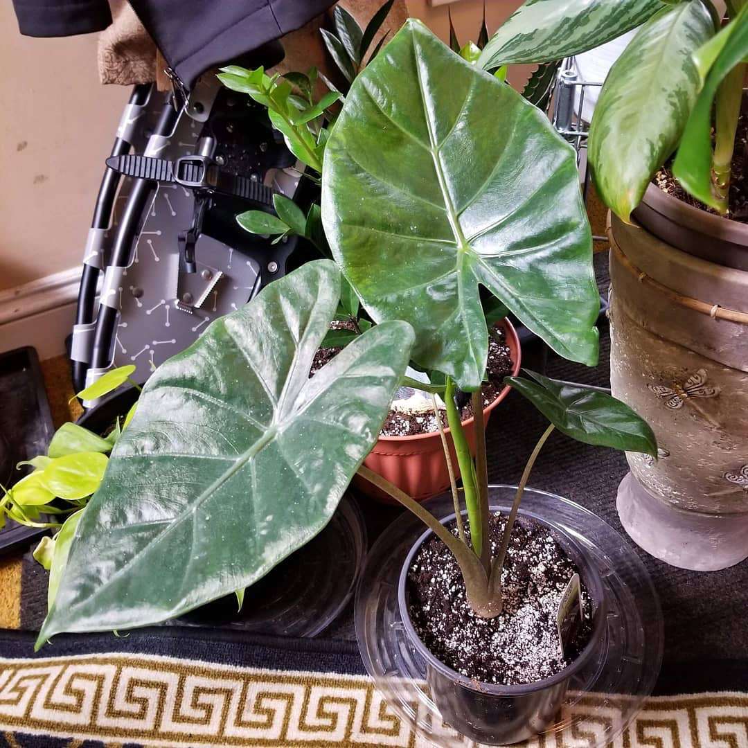 Alocasia × Kuching Mask
