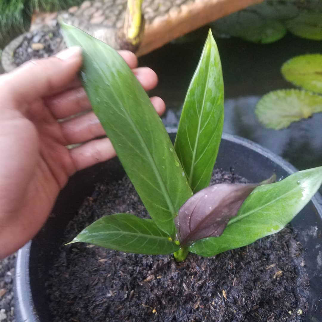 Alocasia lancifolia