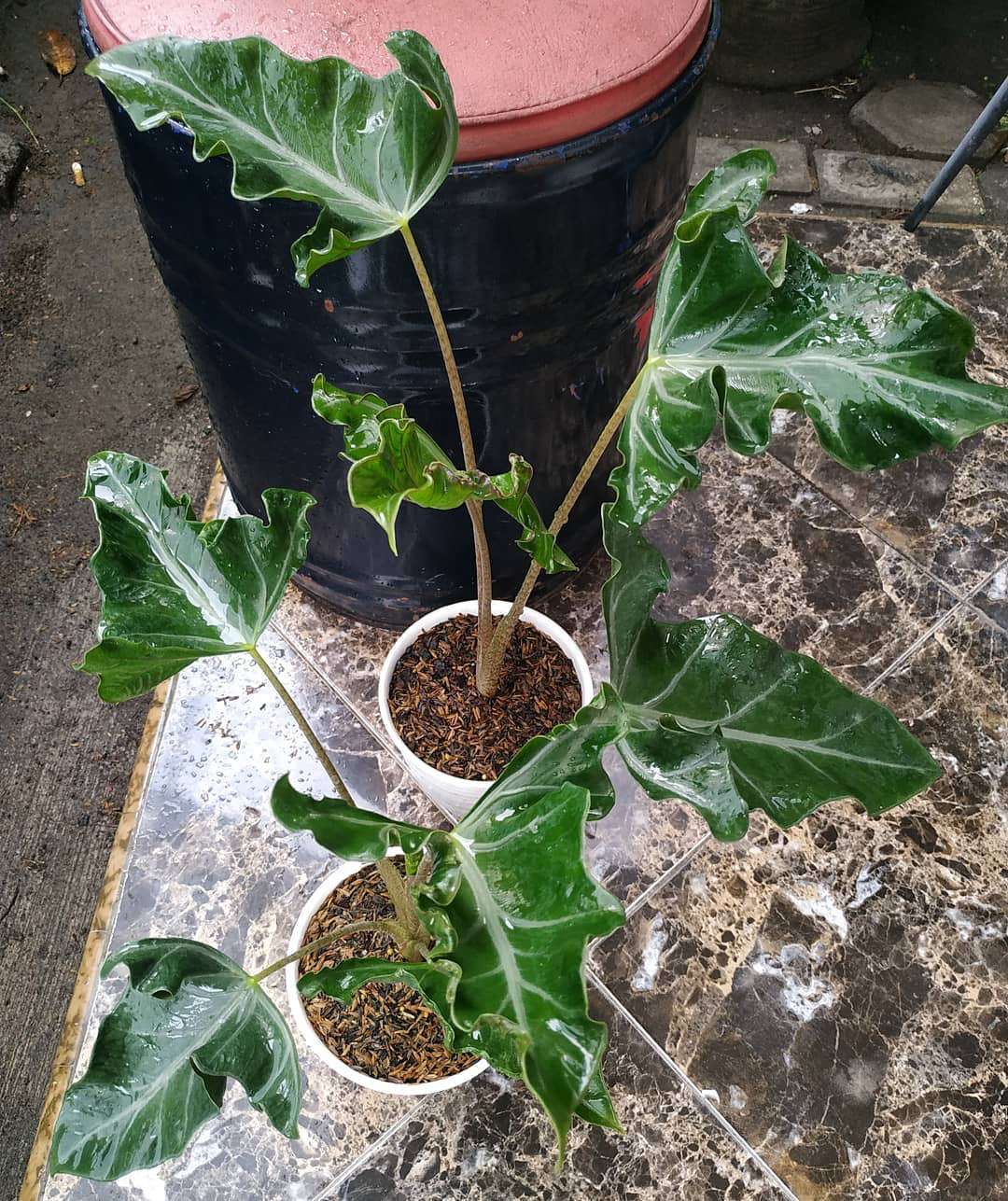 Alocasia Loco
