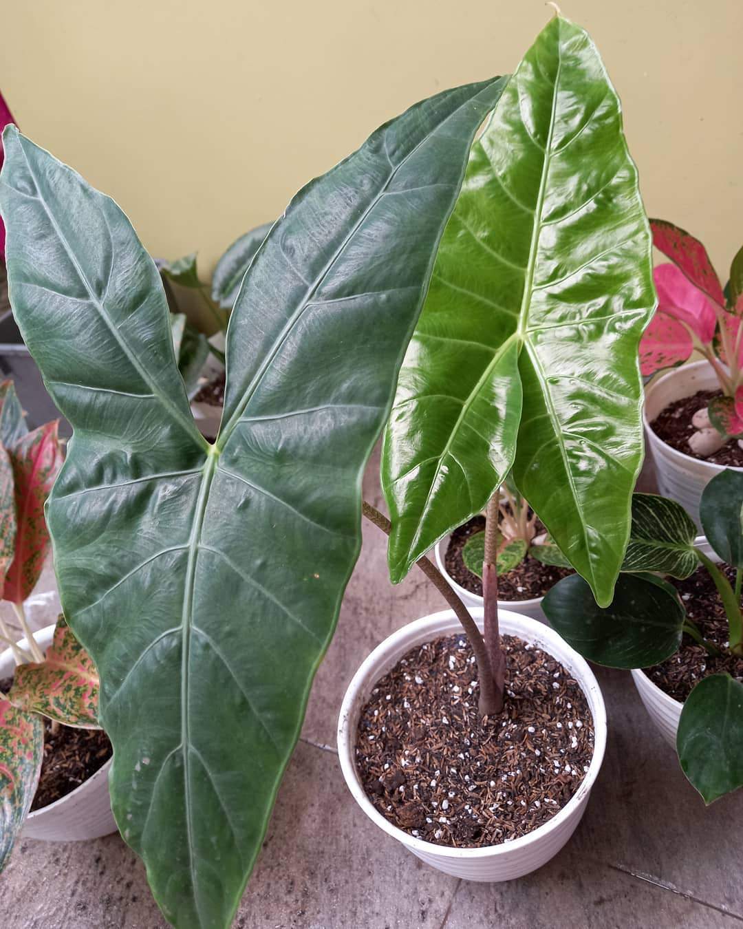 Alocasia longiloba